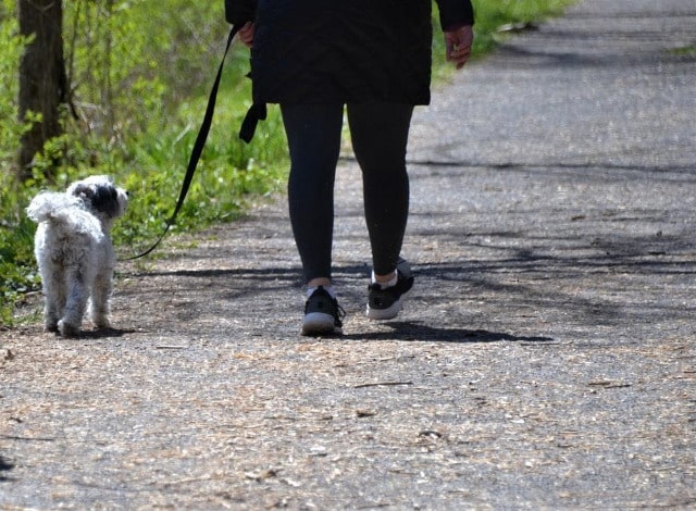 Tips to Consider When Going Out for a Walk with a Dog: Dog Walker Guide