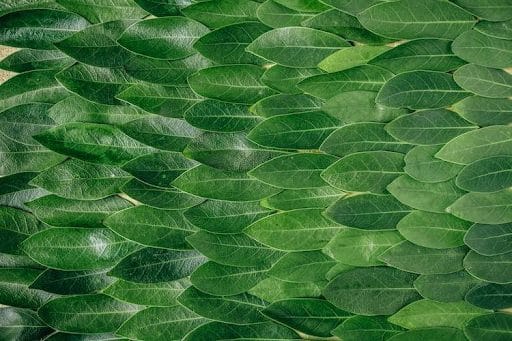 The Top Trends in the Kratom Industry