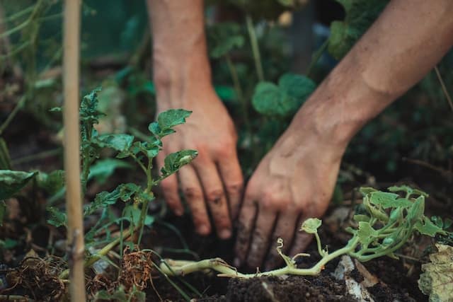 A Guide to Happiness: Why Gardening is Your Gateway to Gratitude