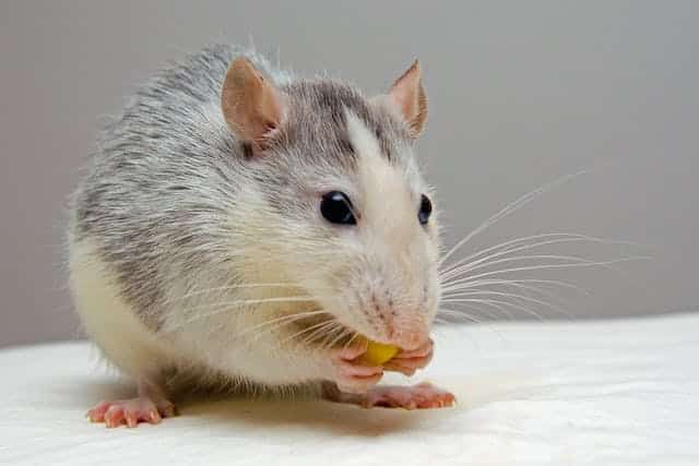Signs of a Rodent Infestation in Your Business