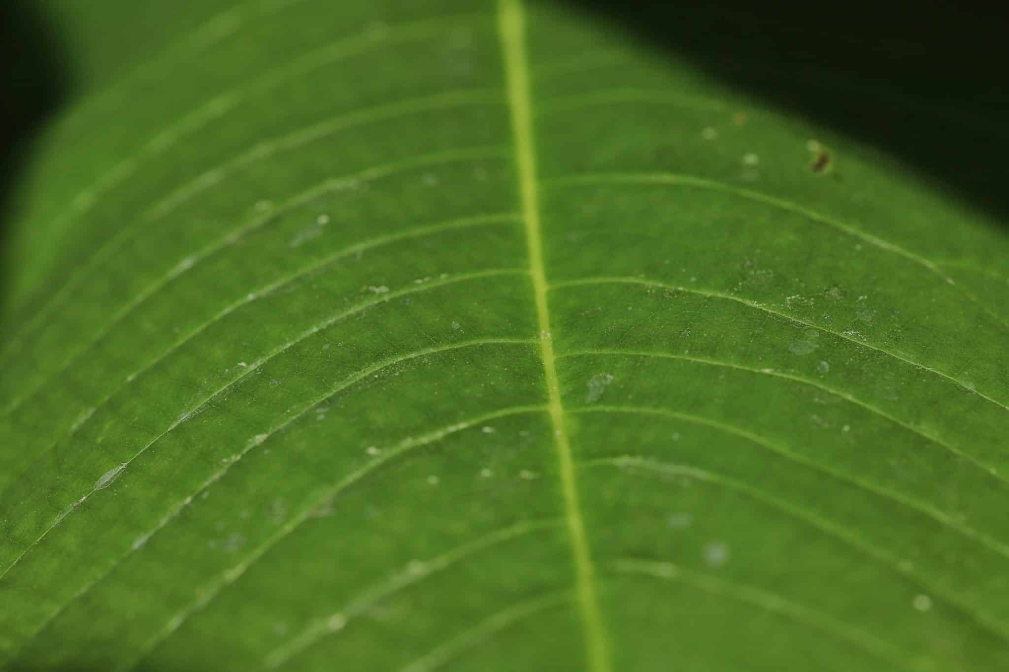 Get a free quote Green Waste Removal     