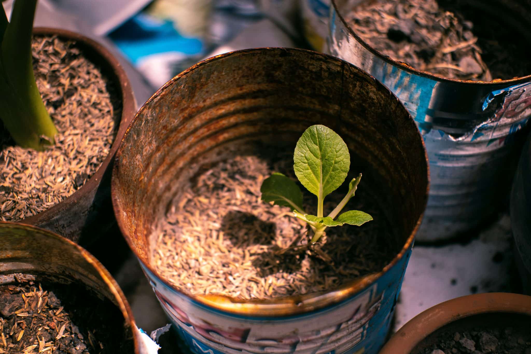 How to Plant and Grow Cannabis Seeds Indoors