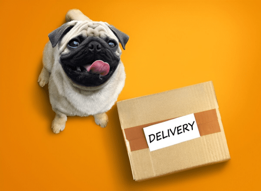 Is Raw Dog Food Safe for Delivery in Ottawa?