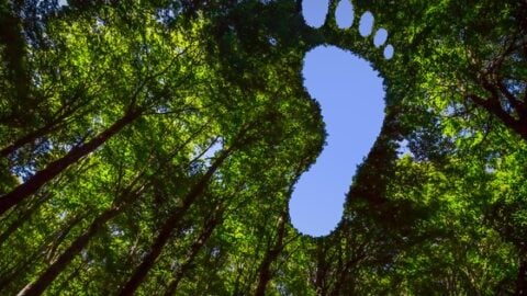 Take Action in 2026: Your Business’s Carbon Footprint Plan